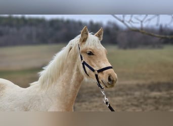 sangre caliente belga, Semental, 1 año, 136 cm, Palomino