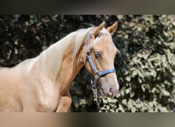 sangre caliente belga, Semental, 1 año, 138 cm, Palomino