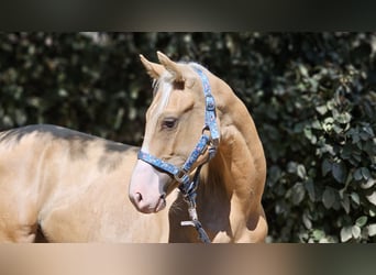 sangre caliente belga, Semental, 1 año, 138 cm, Palomino