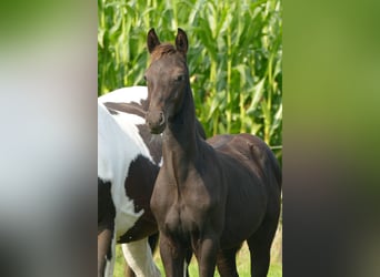 sangre caliente belga, Semental, 1 año, 140 cm, Morcillo