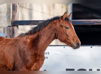 sangre caliente belga, Semental, 1 año, 145 cm