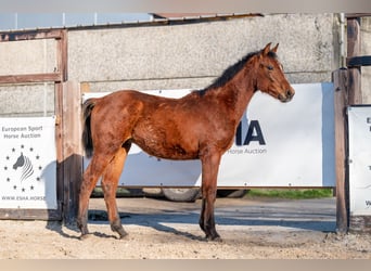 sangre caliente belga, Semental, 1 año, 145 cm