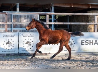 sangre caliente belga, Semental, 1 año, 145 cm