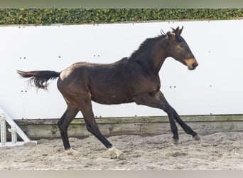 sangre caliente belga, Semental, 1 año, 145 cm, Castaño oscuro