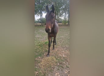 sangre caliente belga, Semental, 1 año, 150 cm, Castaño oscuro