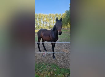 sangre caliente belga, Semental, 1 año, 150 cm, Castaño oscuro