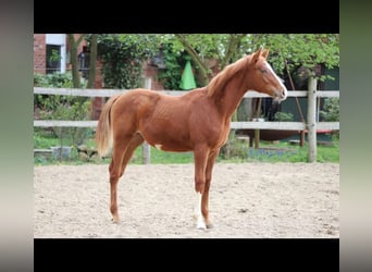 sangre caliente belga, Semental, 1 año, 173 cm, Alazán