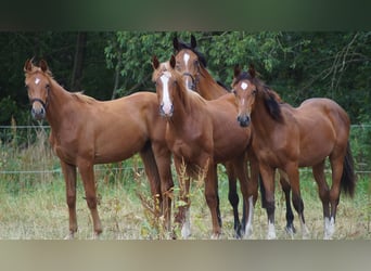 sangre caliente belga, Semental, 1 año, Alazán