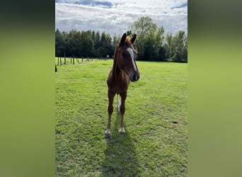 sangre caliente belga, Semental, 1 año, Alazán