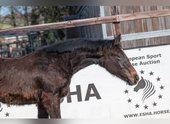 sangre caliente belga, Semental, 1 año