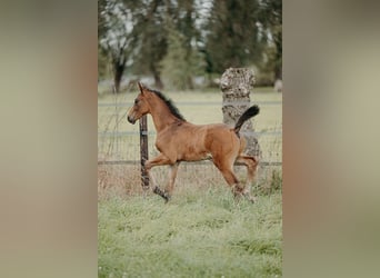 sangre caliente belga, Semental, 1 año, Castaño