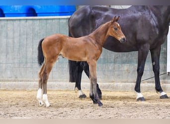 sangre caliente belga, Semental, 1 año, Castaño