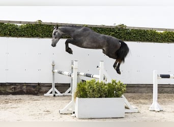 sangre caliente belga, Semental, 2 años, 147 cm