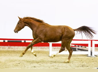 sangre caliente belga, Semental, 2 años, 156 cm, Cremello