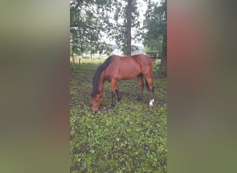 sangre caliente belga, Semental, 2 años, 165 cm, Castaño