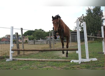 sangre caliente belga, Semental, 2 años, 170 cm, Castaño