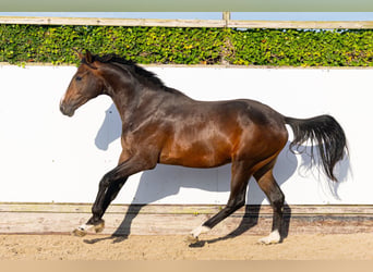 sangre caliente belga, Semental, 2 años, 170 cm, Castaño