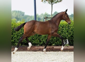 sangre caliente belga, Semental, 2 años, 172 cm, Castaño oscuro