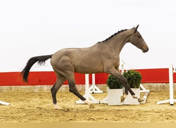 sangre caliente belga, Semental, 3 años, 156 cm