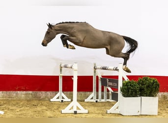 sangre caliente belga, Semental, 3 años, 156 cm