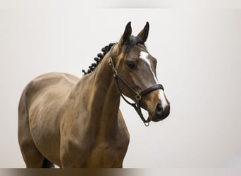 sangre caliente belga, Semental, 3 años, 156 cm