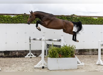 sangre caliente belga, Semental, 3 años, 162 cm, Castaño