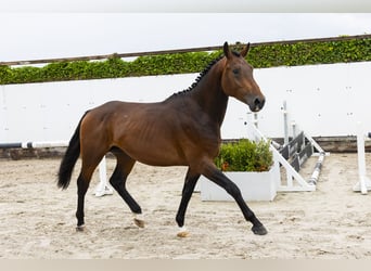 sangre caliente belga, Semental, 3 años, 162 cm, Castaño