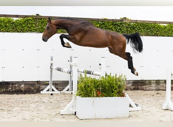 sangre caliente belga, Semental, 3 años, 162 cm, Castaño