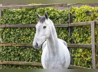 sangre caliente belga, Semental, 3 años, 164 cm