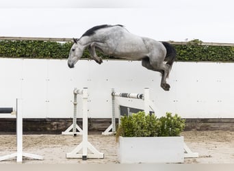 sangre caliente belga, Semental, 3 años, 164 cm