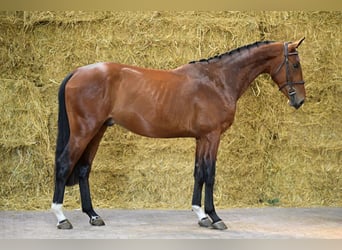 sangre caliente belga, Semental, 3 años, 164 cm, Castaño