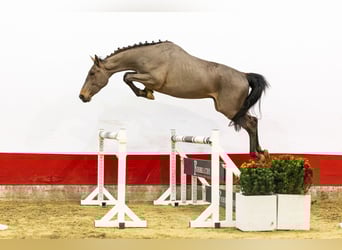 sangre caliente belga, Semental, 3 años, 166 cm