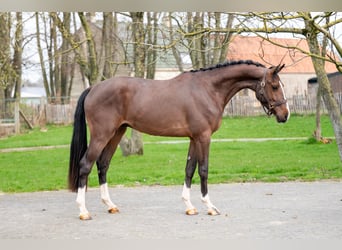 sangre caliente belga, Semental, 3 años, 168 cm