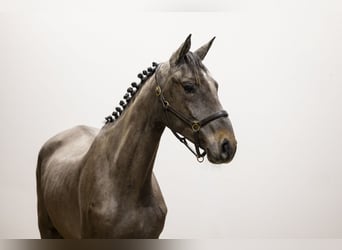 sangre caliente belga, Semental, 3 años, 169 cm