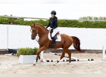 sangre caliente belga, Semental, 4 años, 165 cm, Alazán