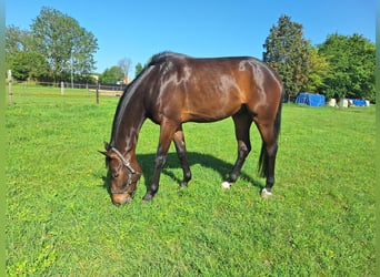 sangre caliente belga, Semental, 4 años, 165 cm
