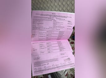 sangre caliente belga, Semental, 4 años, 169 cm, Negro