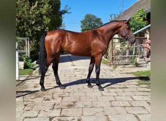 sangre caliente belga, Semental, 5 años, 169 cm, Castaño