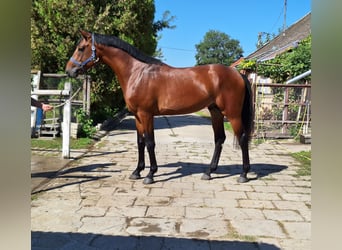 sangre caliente belga, Semental, 5 años, 169 cm, Castaño