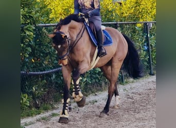 sangre caliente belga, Semental, 8 años, 170 cm, Castaño claro