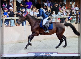 sangre caliente belga, Yegua, 16 años, 162 cm, Castaño oscuro