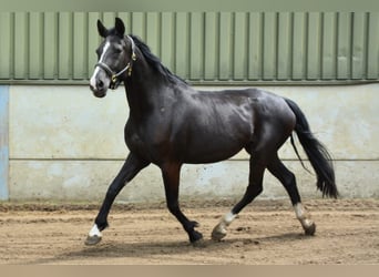 sangre caliente belga, Yegua, 16 años, 170 cm, Negro
