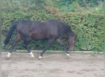 sangre caliente belga, Yegua, 17 años, 168 cm, Castaño