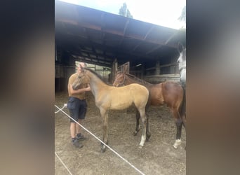 sangre caliente belga, Yegua, 1 año, 163 cm, Tordo