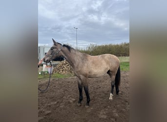 sangre caliente belga, Yegua, 1 año, 163 cm, Tordo