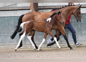 sangre caliente belga, Yegua, 1 año, 164 cm, Tobiano-todas las-capas