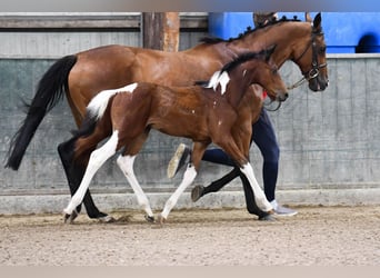 sangre caliente belga, Yegua, 1 año, 164 cm, Tobiano-todas las-capas