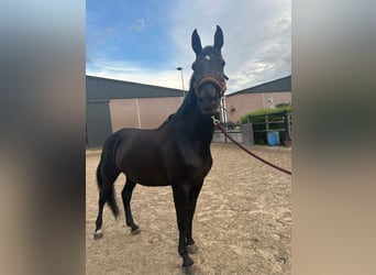 sangre caliente belga, Yegua, 20 años, 168 cm, Negro