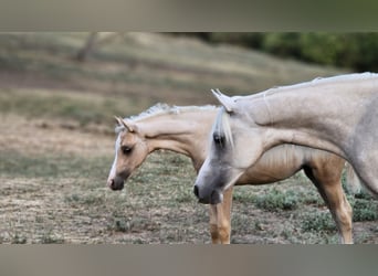 sangre caliente belga, Yegua, 2 años, 135 cm, Palomino