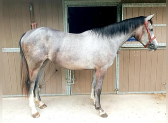 sangre caliente belga, Yegua, 2 años, 160 cm, Tordo